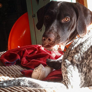 Meet your Posher, Fynlie